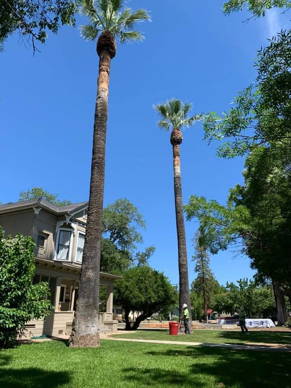 Tree Removal gallery