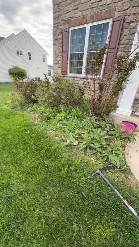 Tree & Shrub Care