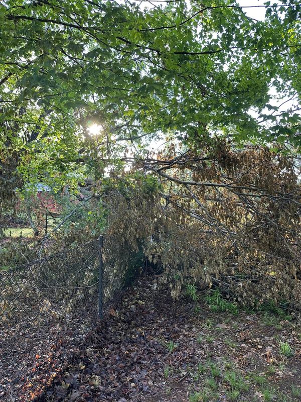 Tree Services