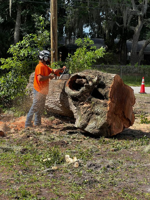 Tree Removal gallery