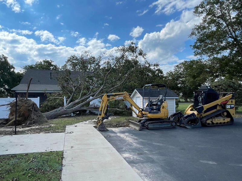 Tree Removal