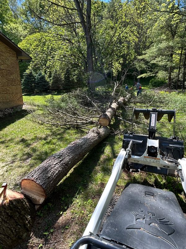 Tree Removal gallery