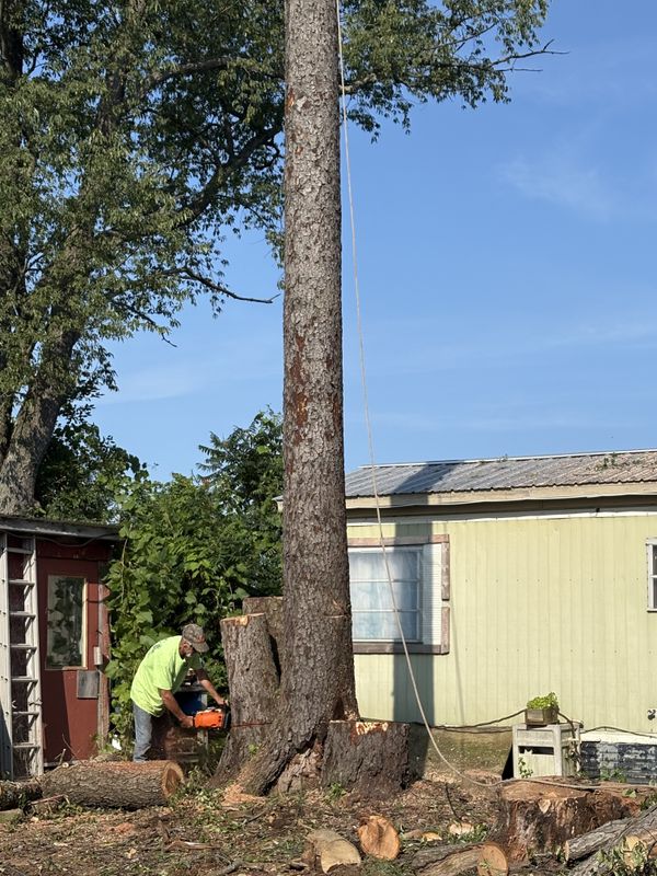 Tree Removal
