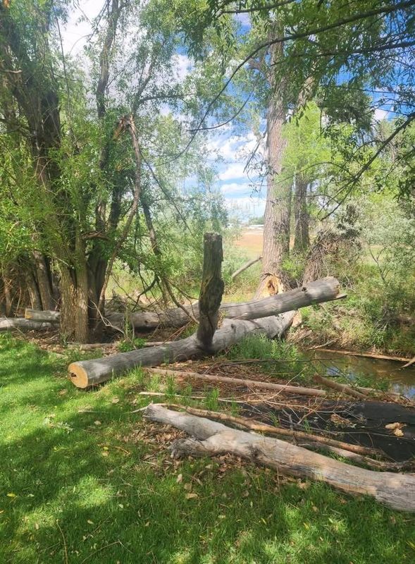 Tree Removal