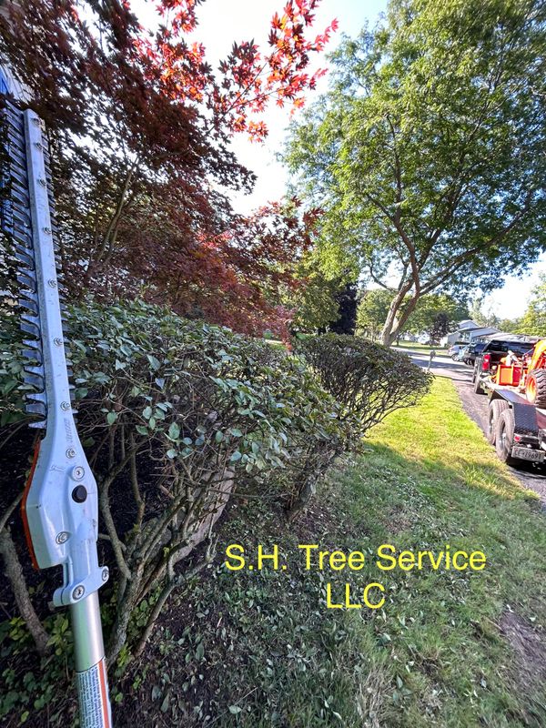 Shrub Trimming
