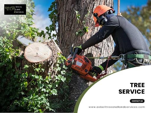 Tree Removal