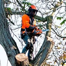 Tree Climbing Services