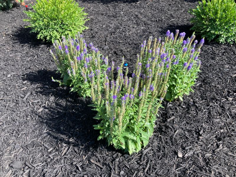 Landscape Design