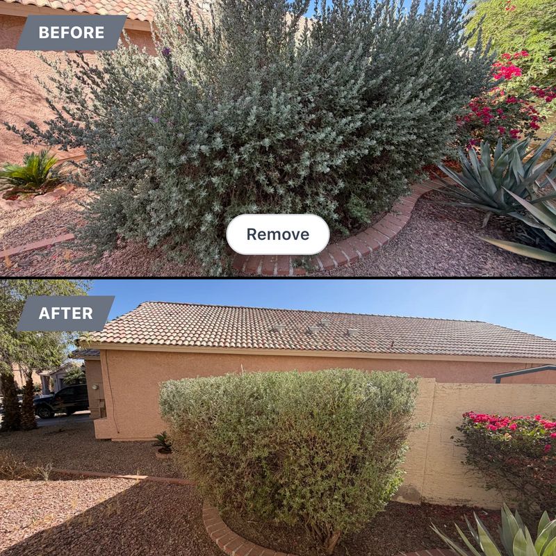 Tree & Shrub Care