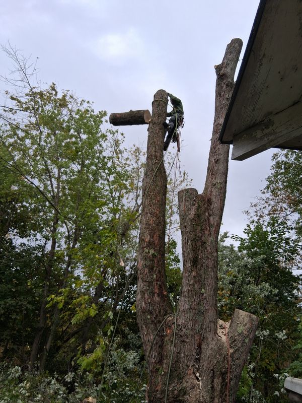 Tree Removal