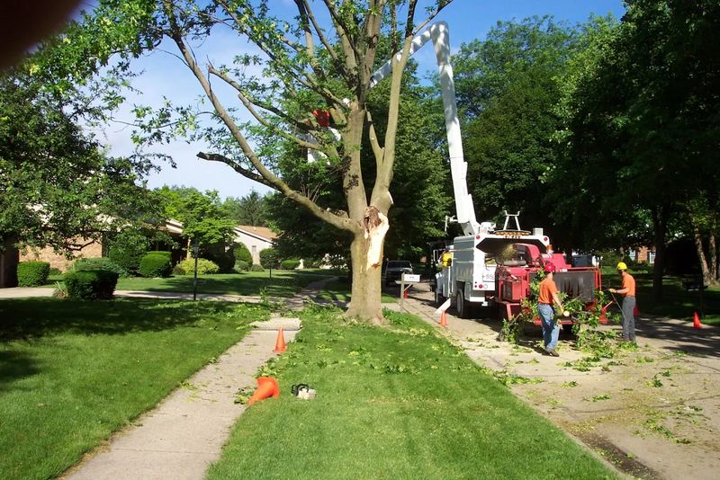 Tree Services