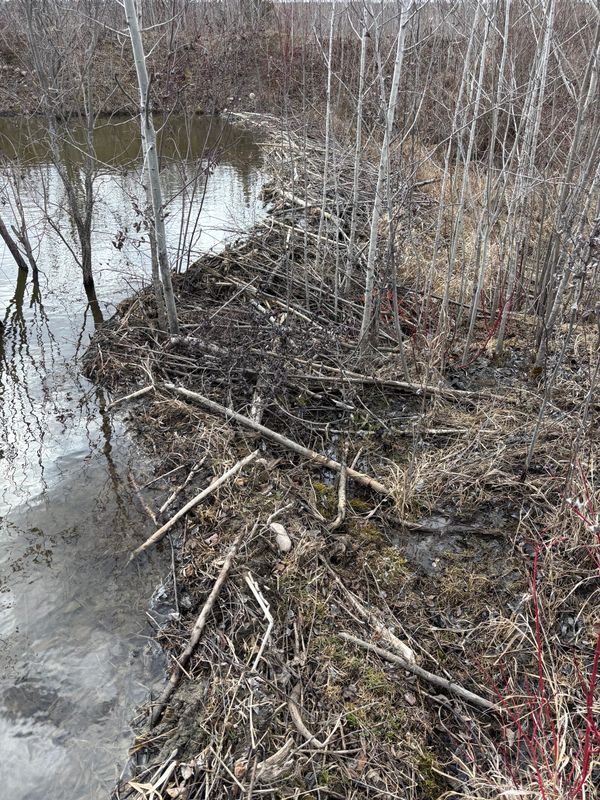 Beaver Removal