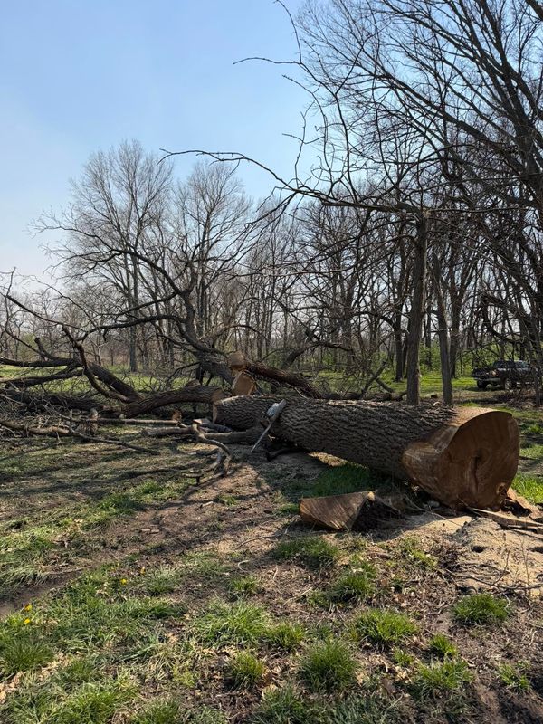 Tree Removal