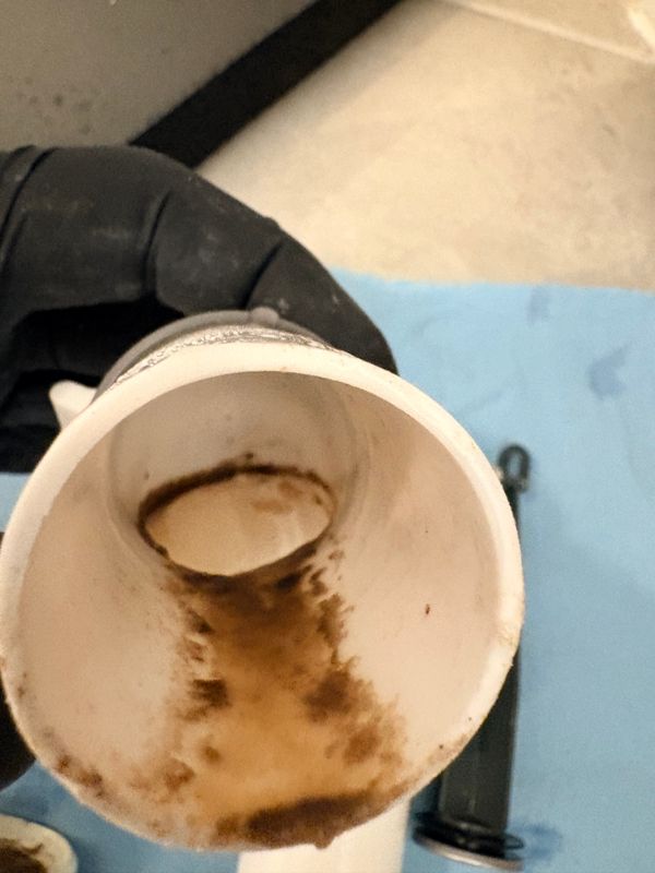 Diagnose drain flies,