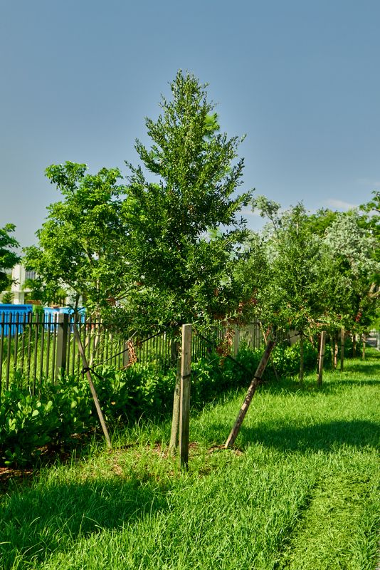 Landscape