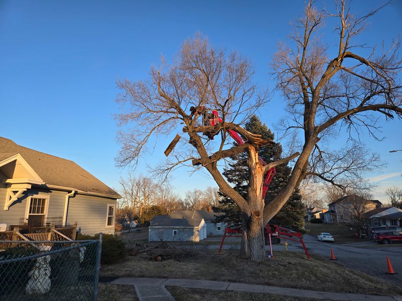 Tree Trimming