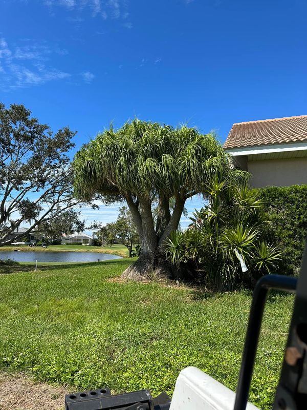 Tree Removal gallery