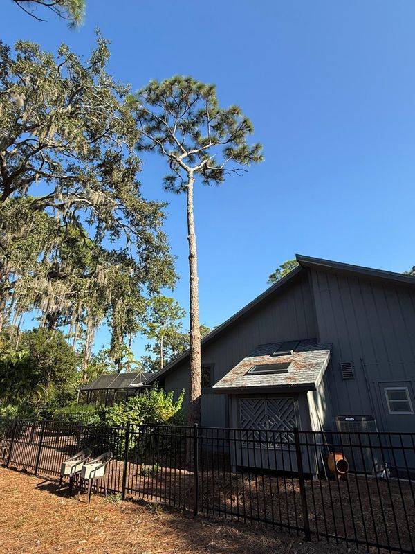 Tree Trimming
