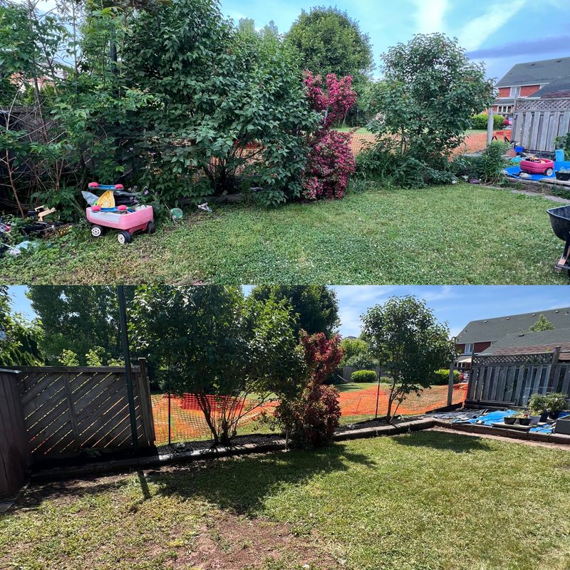 Tree and Shrub removal