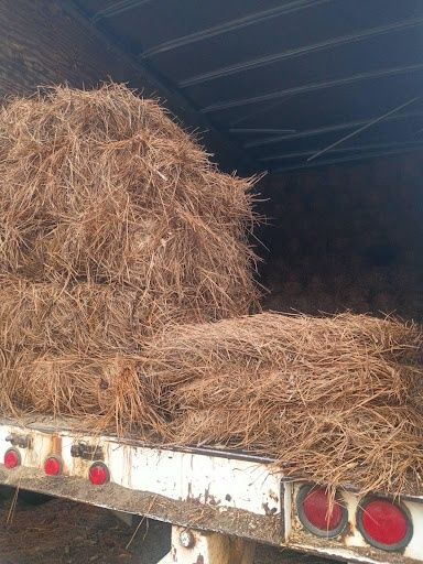 Pinestraw Installation