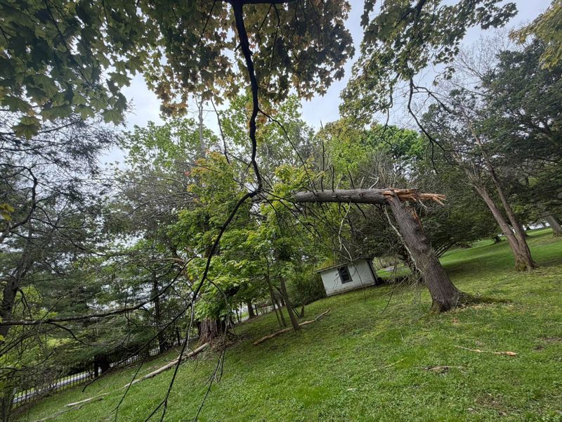 Tree removal