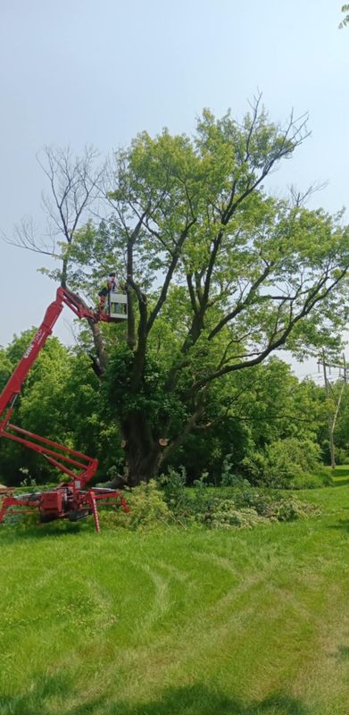 Tree Trimming