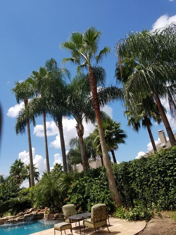 Tree Trimming