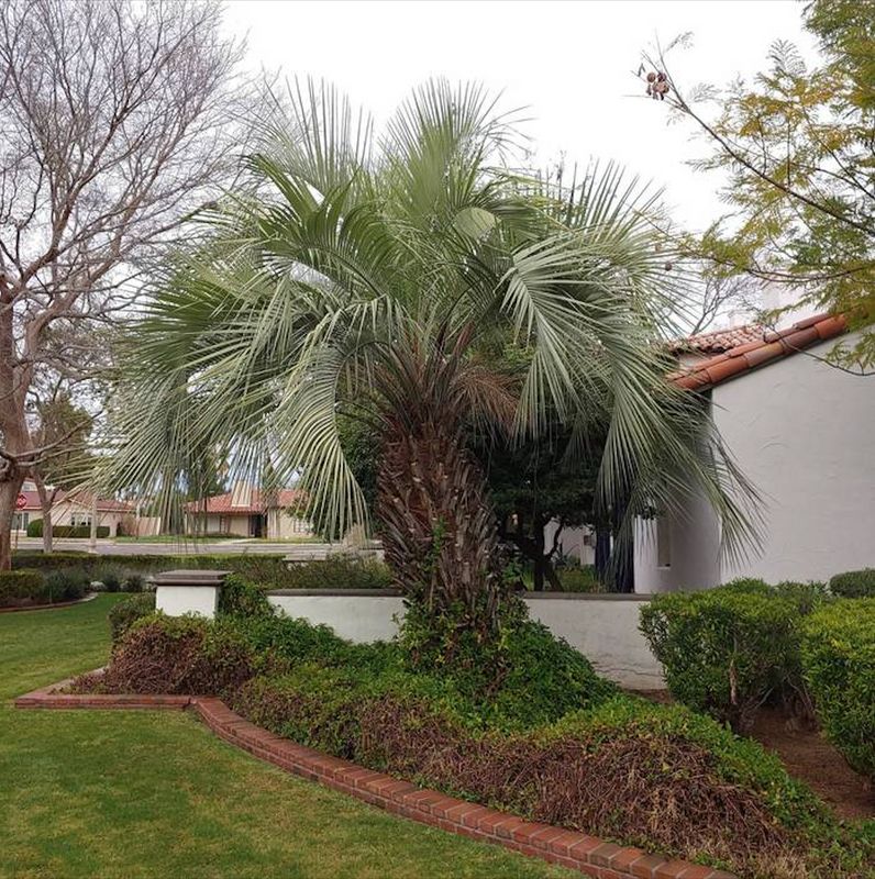 Tree Removal