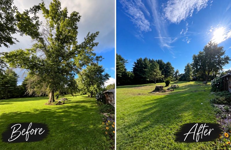 Stump Removal / Stump grinding