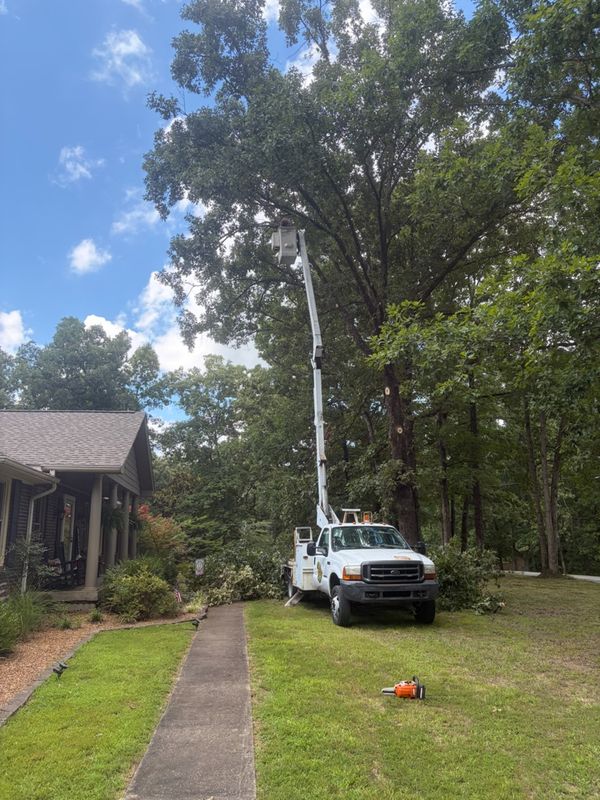 Tree Trimming