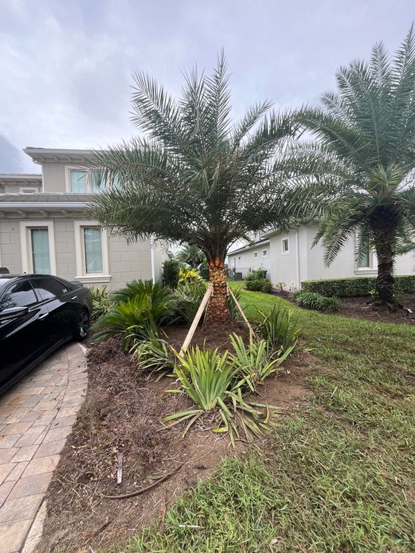 Transforming Curb Appeal: Palm Oasis Installation in Winter Garden, FL