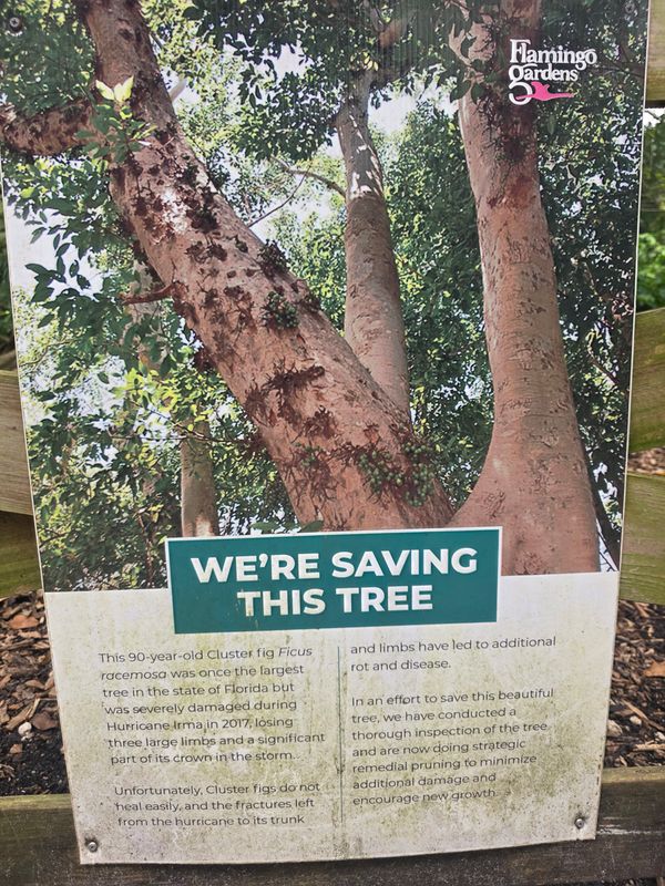 Tree Risk Consultation