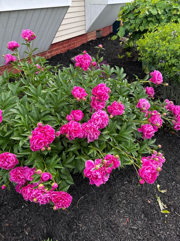 Garden Design & Landscaping