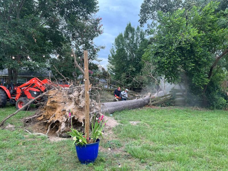 Tree Removal gallery