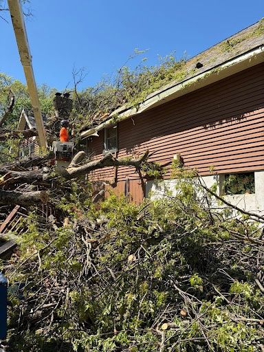 Tree Trimming
