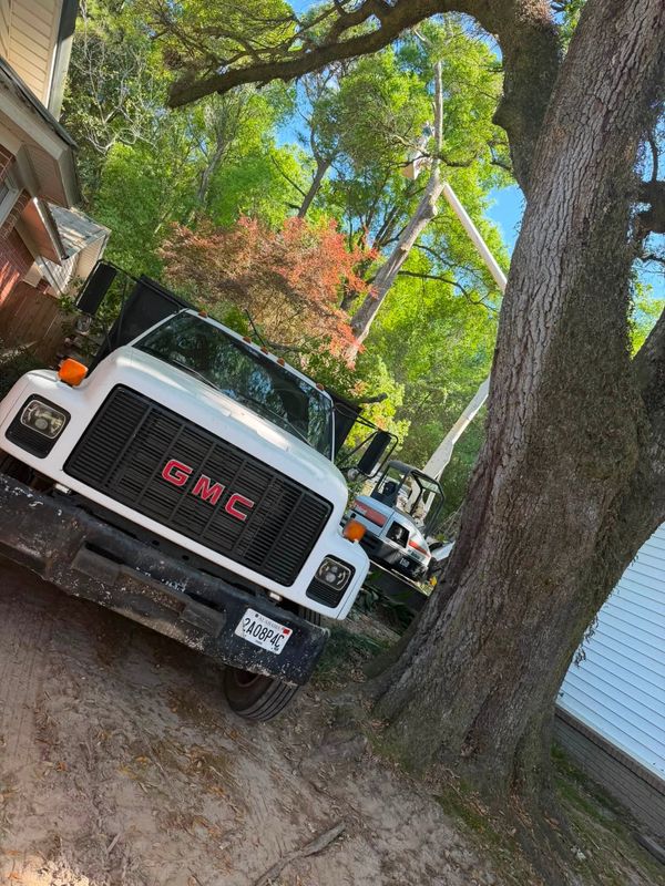 Tree Removal