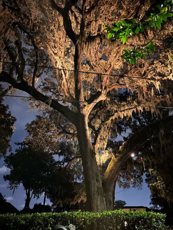 Landscape Lighting 