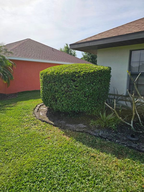 Tree and Hedge Care