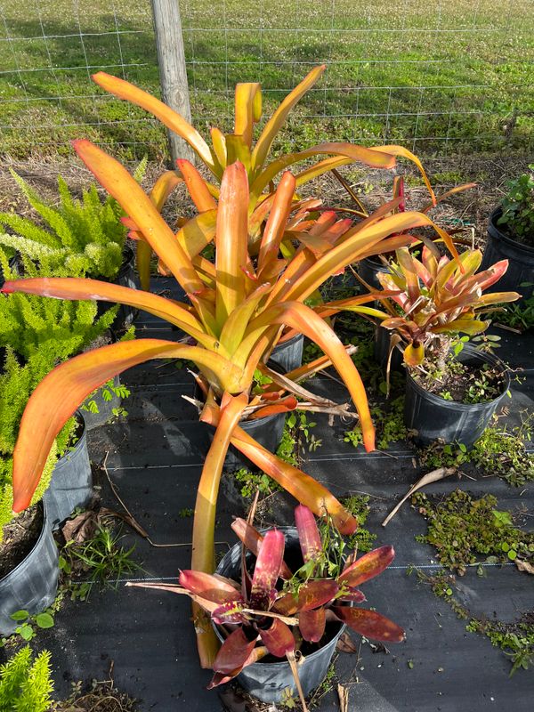 Plant and tree list