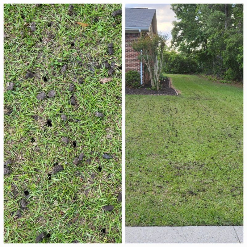 Aeration/Plugging/Thatching