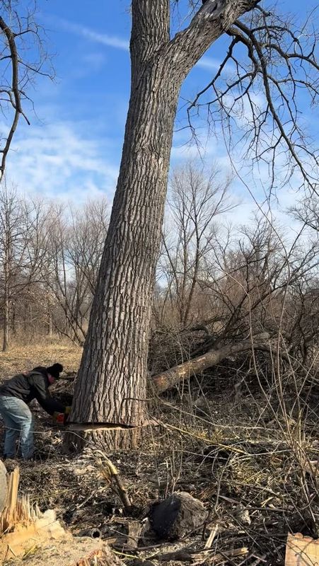 Tree Removal