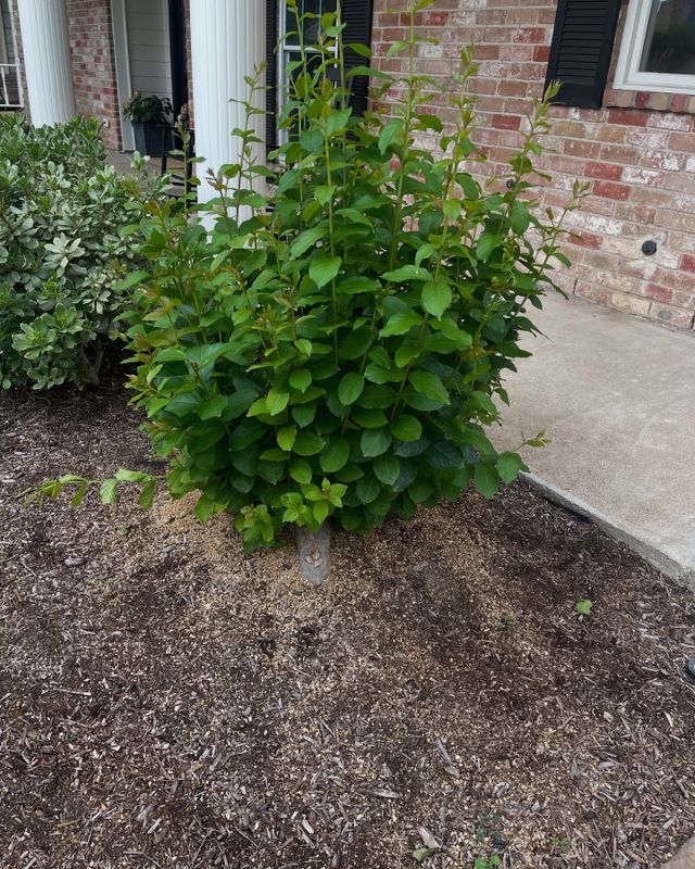 Tree Trimming & Removal