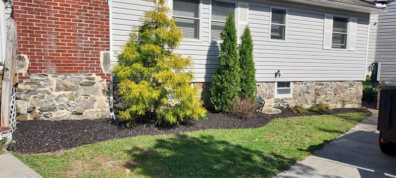 Tree and Shrub Care