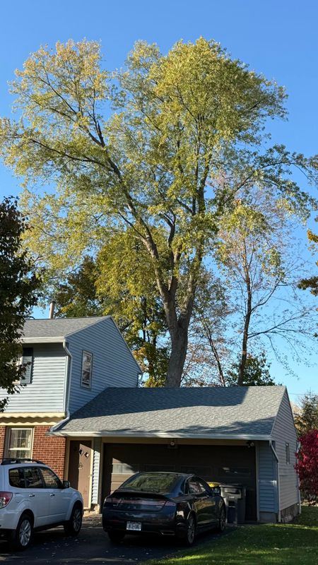 Tree Services
