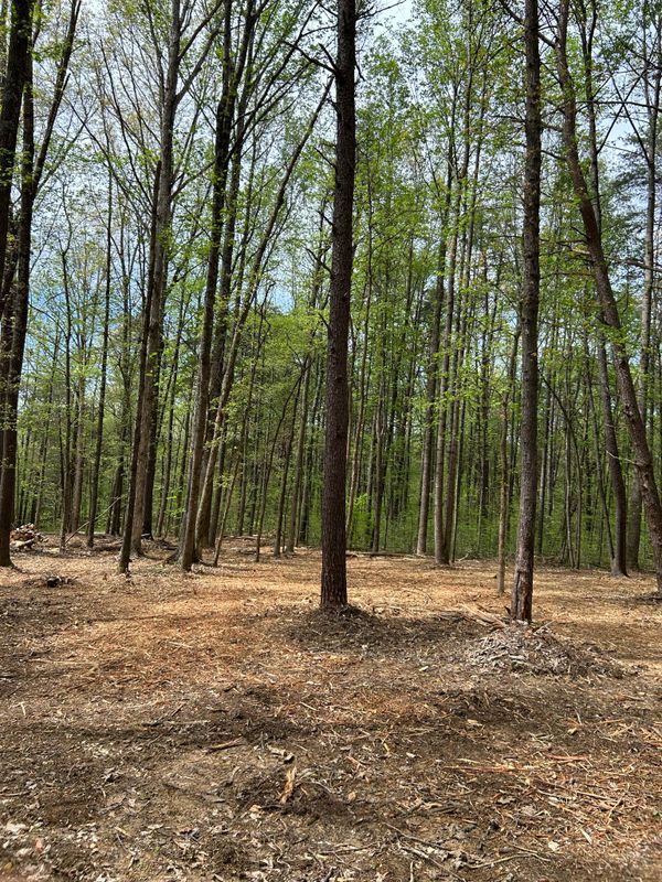 Land Clearing