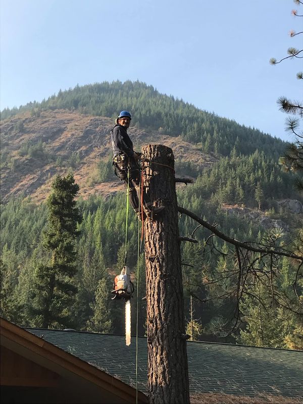 Tree Trimming and Removal