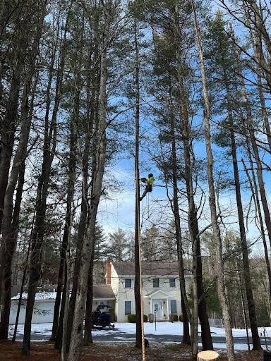 Tree Trimming