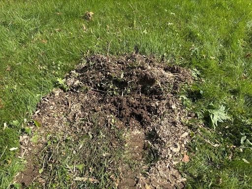 Stump Removal