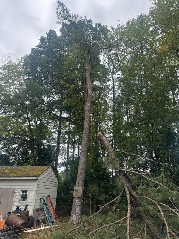 Tree Trimming