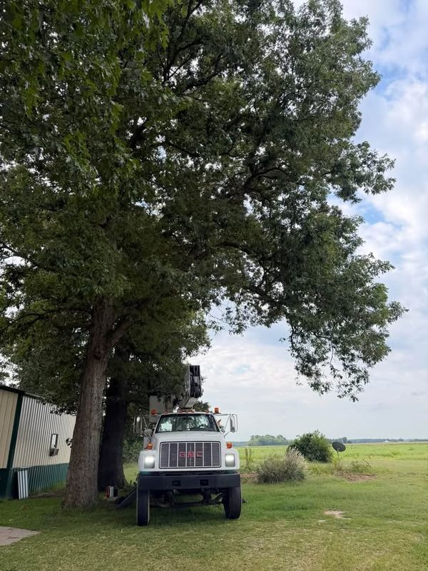 Tree Removal